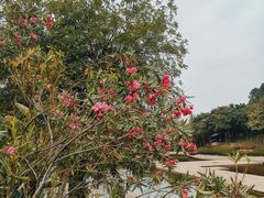 -深圳国际园林花卉博览园