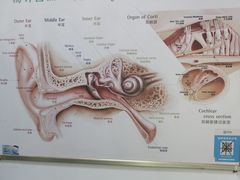 -自然之声助听器·呼吸机(和平店)