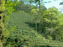 茶园-龙井村
