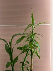 -苗方清颜痘肌研究所