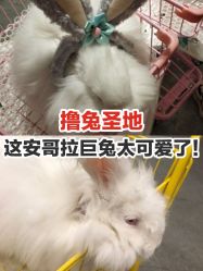 -萌兔星空蹦床撸兔馆