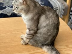 -平行世界·猫咖(首经贸店)