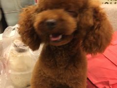 -犬也宠物造型(恒茂国际都会商业街店)