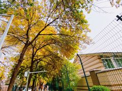 -三里屯东五街银杏大道