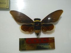 -上海昆虫博物馆