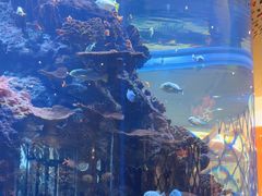 -长隆海洋王国自助餐厅(横琴湾店)