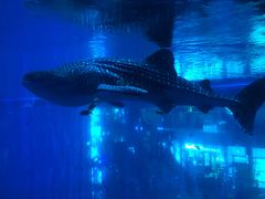 -成都浩海立方海洋公园