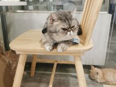 -楼上猫咖(罗湖店)