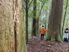 -天目山大树王景区