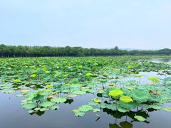 -荷塘月色湿地公园·向阳花洲