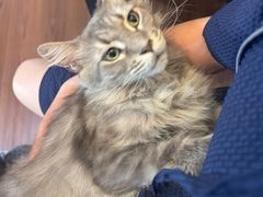 -楼上猫咖(罗湖店)