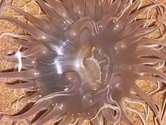 -青岛第一海水浴场