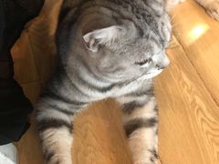 -Cappucimeow猫咪咖啡馆(韦伯时代店)