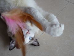 -Bastet sally猫舍购宠(静安店)