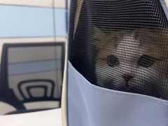 -中农国际动物医院24小时·猫科·骨科·急重症中心