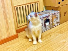 -猫和宫(六道口店)