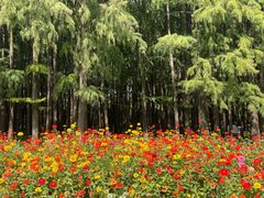 -上海共青森林公园