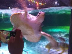 -暹罗海洋世界
