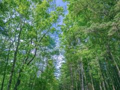 -洛阳白云山景区
