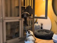 -白兔子密室(长寿路店)