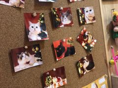 -滚猫咖啡·猫咖·猫友好撸猫(未来城店)