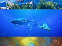 -海合安天津极地海洋公园