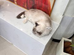 -共舞时光猫咖·狗咖(新街口店)
