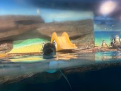 -海合安武汉极地海洋公园