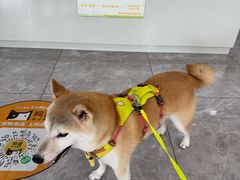 -瑞鹏宠物医院·骨外科·心肾科·肿瘤科(九亭店)