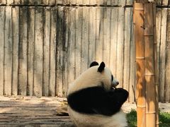 -成都大熊猫繁育研究基地