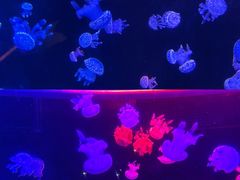 -欢乐海岸海洋奇梦馆