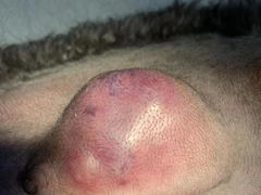 -萌兽医馆·宠物医院·猫骨科(创景店)