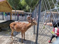 -长白岛森林公园