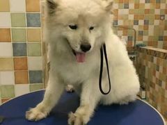 -米苏动物医院·犬猫专科·骨科外科内窥镜
