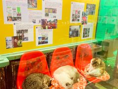 -猫咪博物馆(顶澳仔猫街店)