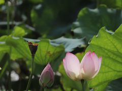 -月湖风景区