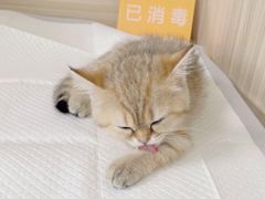 -纳吉亚猫专科动物医院(康都外科中心)