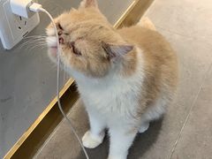-飞行喵MR PILOT|猫舍·猫咖(静安大融城店)