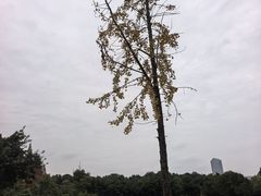 -成都南湖公园