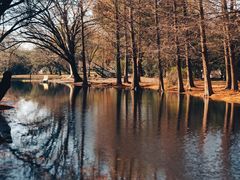 -上海共青森林公园