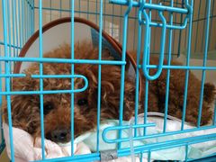 -爱侣·安琦尔宠物医院·中兽医针灸·心内科·狂犬免疫点(宝山区院)