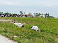 -盐城丹顶鹤湿地生态旅游区