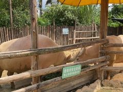 -泉州海丝野生动物世界