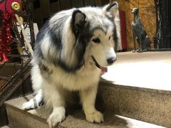 -more than meow吴止猫主题餐厅(承德 中船汇店)