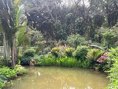 -深圳仙湖植物园