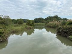 -大湾区中央湿地公园