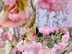 -观澜湖生态运动公社