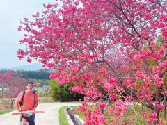 -天适樱花悠乐园