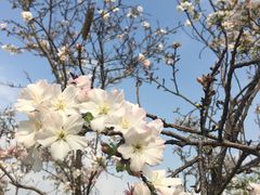 -天适樱花悠乐园