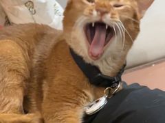 -MOCHA明星猫咖(田子坊店)